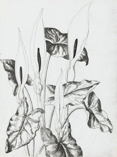 Arrum Lilies by Rosalie Brill